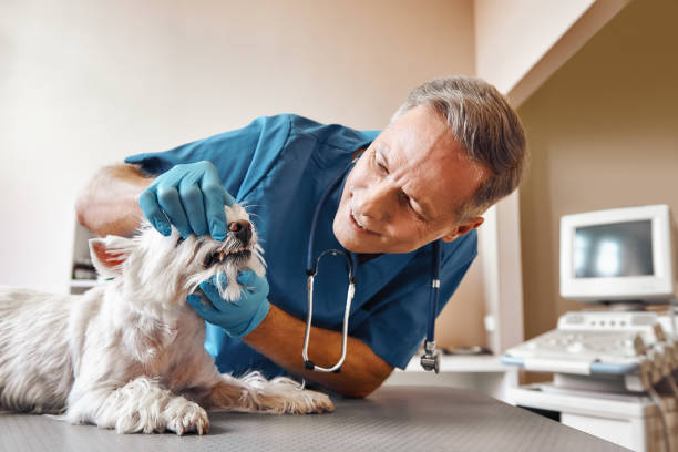 Reliable NC Emergency Dental Service Solutions